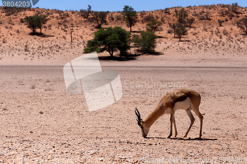 Image of Springbok Antidorcas marsupialis in Kgalagadi