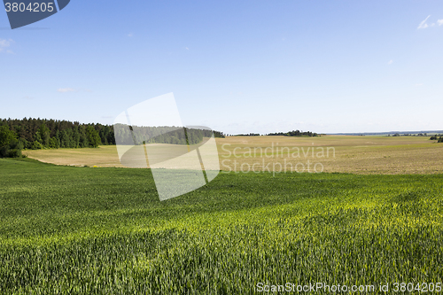 Image of wheat field. Summer 