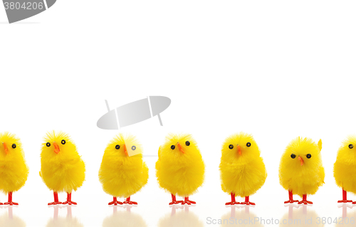 Image of Abundance of easter chicks on a row