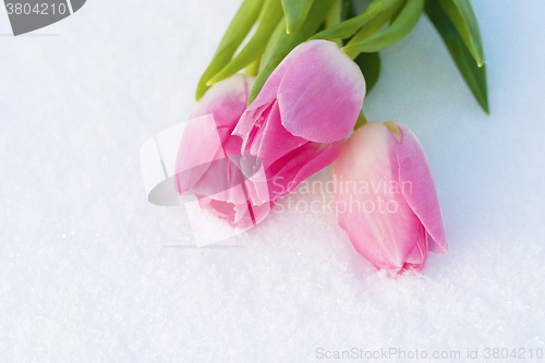 Image of Spring card with tulips in the snow