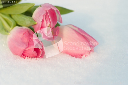 Image of Spring card with tulips in the snow