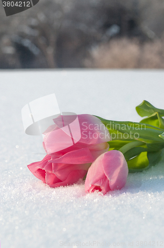 Image of Spring card with tulips in the snow