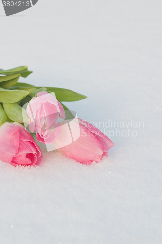 Image of Spring card with tulips in the snow