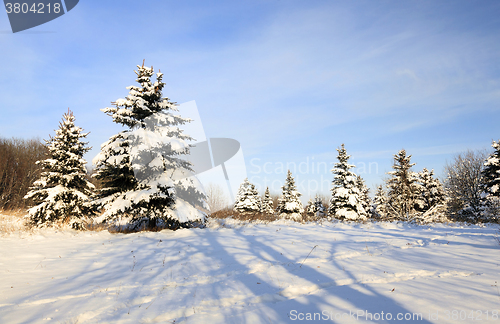 Image of   close up fir  