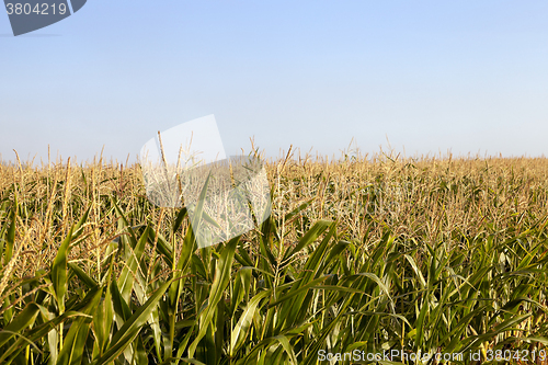 Image of field with corn  