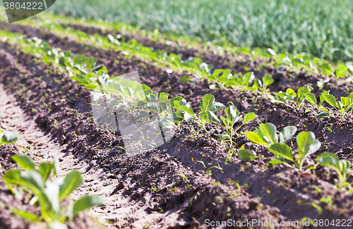 Image of sprout cabbage .  field.