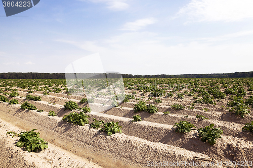 Image of sprouting potatoes. Field  