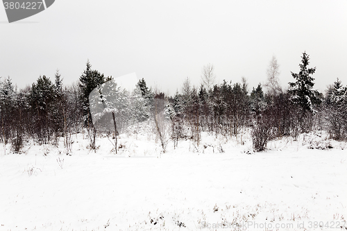 Image of trees in winter 