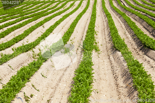 Image of  spring. sprouts carrots