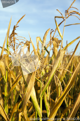 Image of ripe yellow corn  