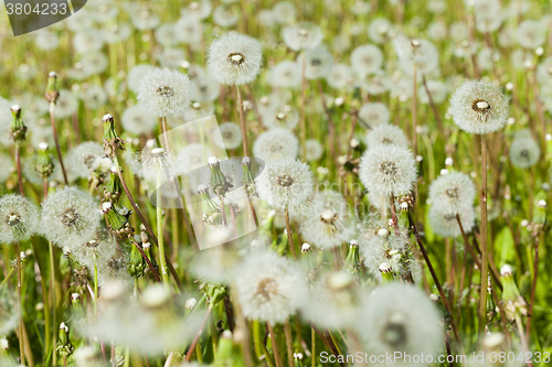 Image of white fluffy dandelions 