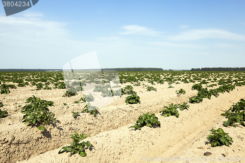 Image of cultivation of potatoes. field 