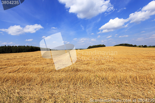 Image of harvesting cereals  . Agriculture