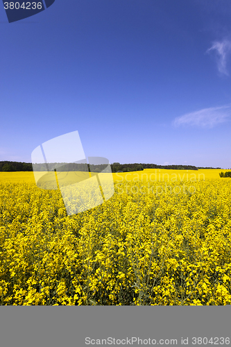 Image of Rape field  . Blue sky.