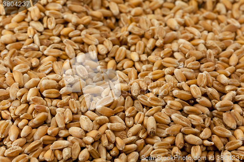 Image of wheat  close up.