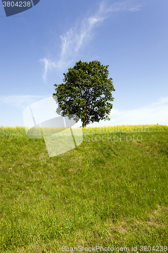 Image of tree in the field  