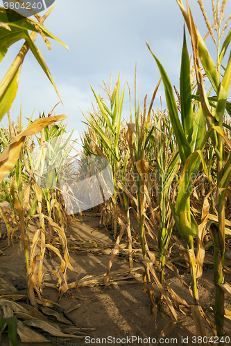 Image of yellowing corn field 