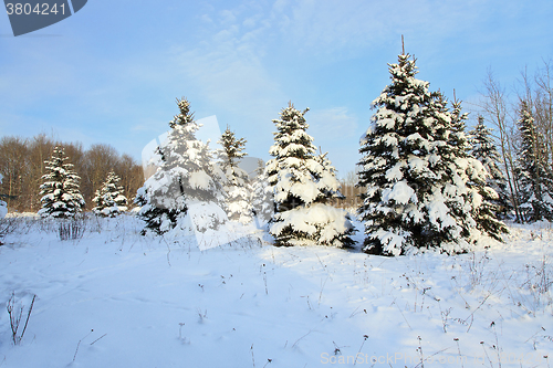 Image of small fir trees in the snow  