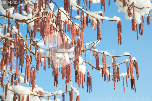 Image of Spring snow melting on alder or birch catkins buds