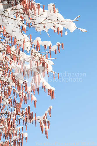 Image of Melting snow on birch or alder catkins against spring sky