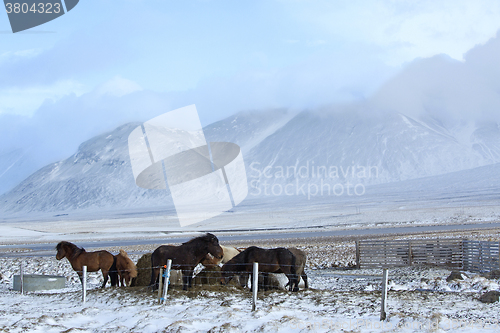 Image of Herd of Icelandic horses in wintertime