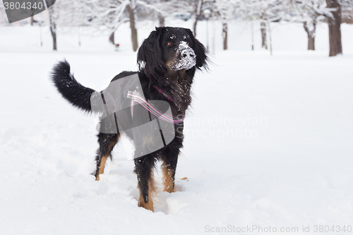 Image of Dog playing outside in cold winter snow.