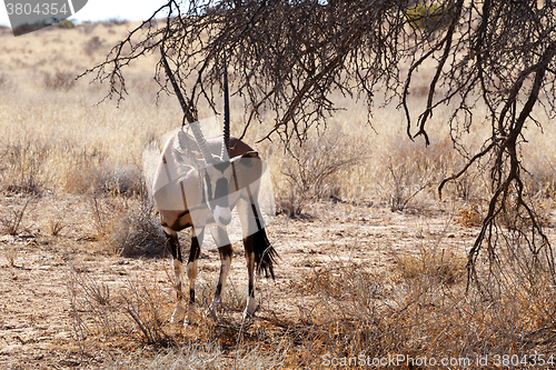 Image of Gemsbok, Oryx gazella