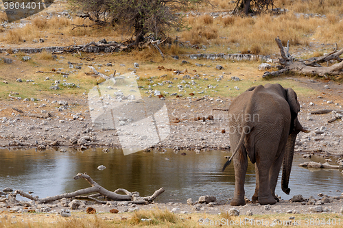 Image of rear view african elephants in Etosha 