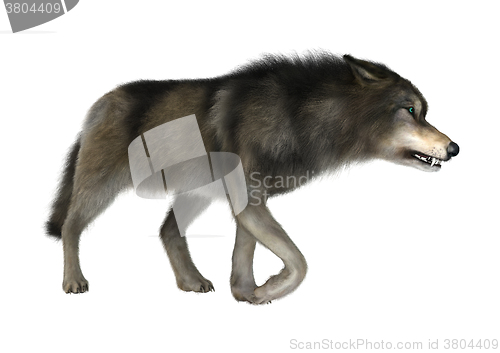 Image of Wild Wolf on White