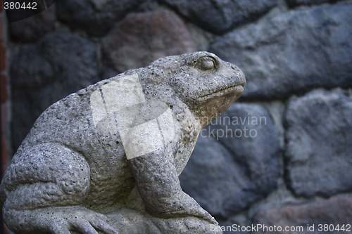 Image of The rock frog