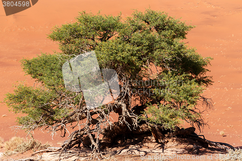 Image of Hidden Vlei in Namib desert 