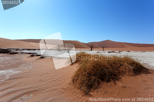 Image of Hidden Vlei in Namib desert 