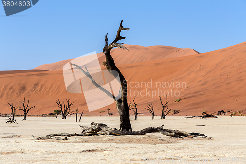 Image of Hidden Vlei in Namib desert 