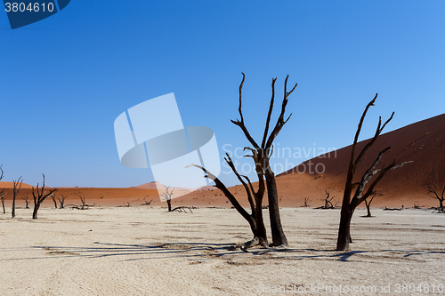 Image of Hidden Vlei in Namib desert 