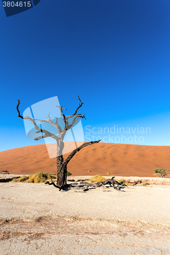 Image of Hidden Vlei in Namib desert 