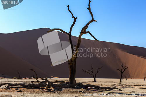 Image of Hidden Vlei in Namib desert 