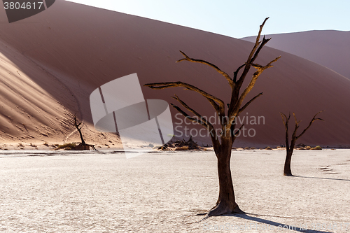 Image of Hidden Vlei in Namib desert 