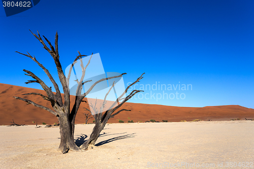 Image of Hidden Vlei in Namib desert 