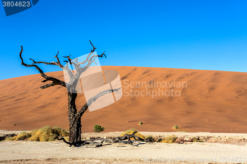 Image of Hidden Vlei in Namib desert 