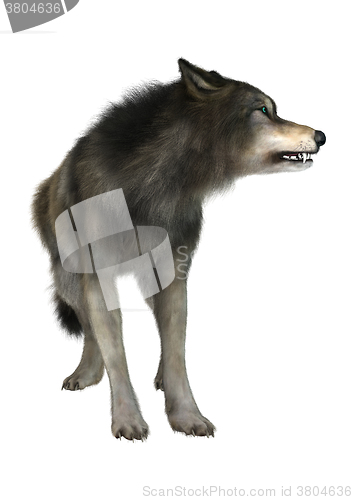 Image of Wild Wolf on White