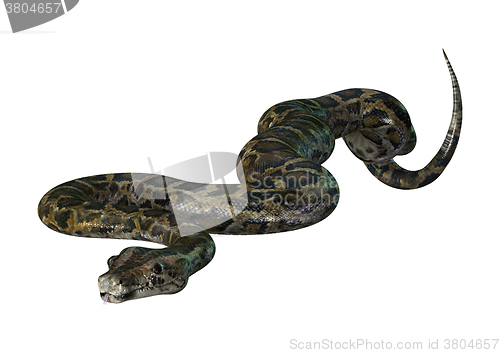 Image of Burmese Python on White