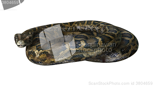 Image of Burmese Python on White