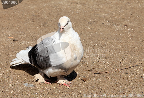 Image of homing pigeon
