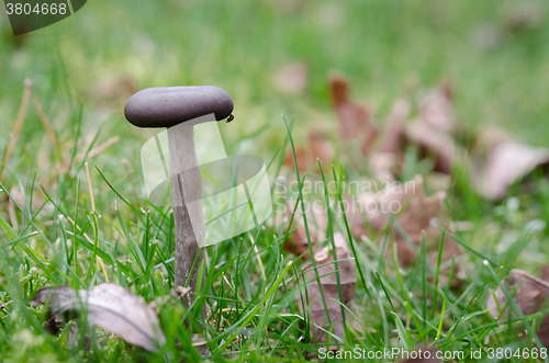 Image of one little lonely braun mushroom standing