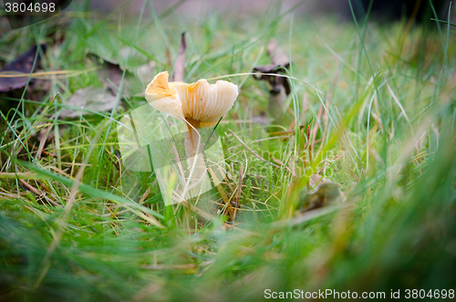 Image of one yellow mushroom stand lonely in the forrest