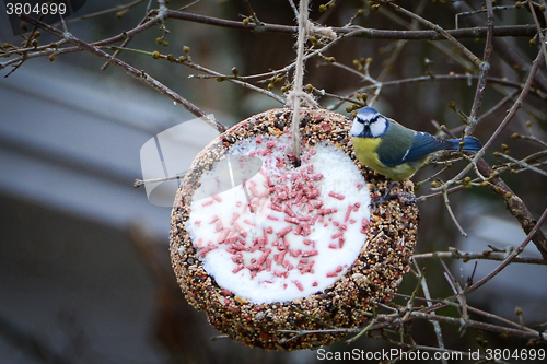 Image of feeding the blue tit in the winter