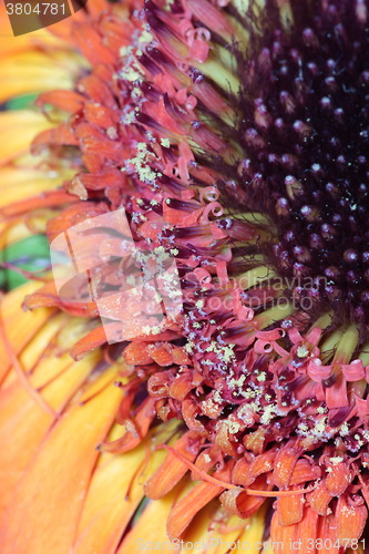 Image of  flower pollen abstract background