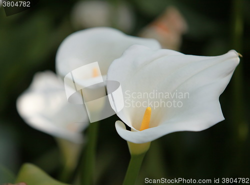 Image of calla gentle white flowers