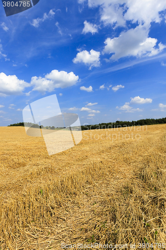 Image of harvesting cereals  . field 