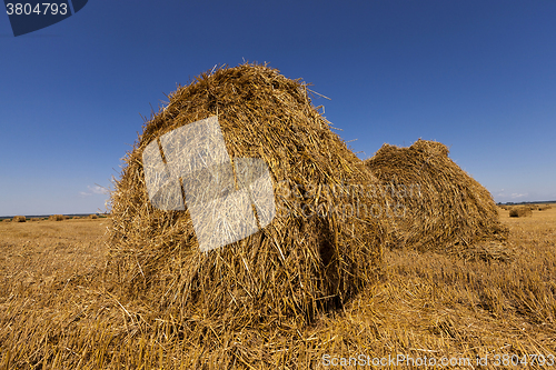 Image of  harvest of cereals